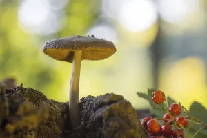 Velvet bolete in forest with high trees