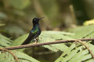 Velvet-purple Coronet (Boissonneaua jardini) juvenile perched on a branch