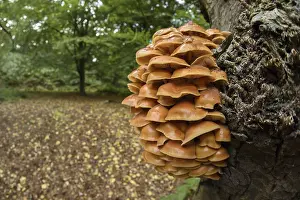 Velvet Shank Fungus (Flammulina velutipes) fruiting bodies