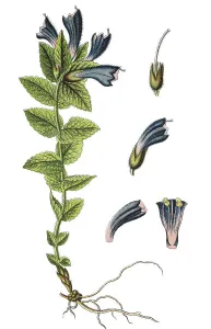 Velvetbells (Bartsia alpina), chromolithography