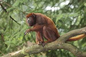 Venezuelan red howler (Alouatta seniculus)