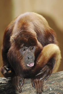 Venezuelan red howler (Alouatta seniculus)