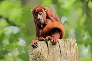Venezuelan red howler, (Alouatta seniculus)