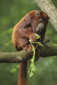 Venezuelan red howler (Alouatta seniculus)