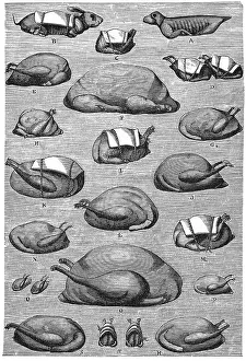 Venison, historical illustration from: Marie Adenfeller