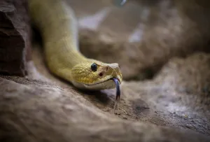 Venomous mexican west coast rattlesnake (Crotalus basiliscus)