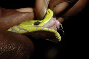 Venomous teeth of the Eastern green mamba (Dendroaspis angusticeps)