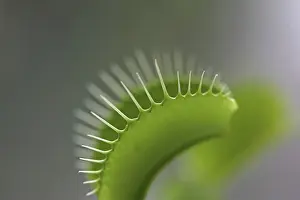 Venus flytrap (Dionaea muscipula), close-up
