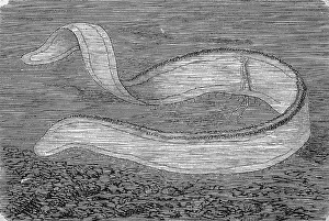 Venus girdle (Cestum veneris), an order of ribbed jellyfish