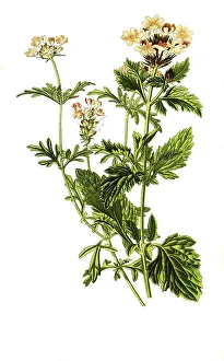 Verbena aubletia, Verbena tenera