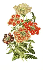 Verbena hybrida, Bedding Verbenas