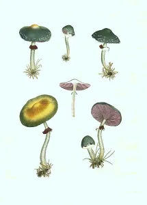 Verdigris agaric (Stropharia aeruginosa)