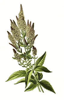 Veronica longifolia, garden speedwell