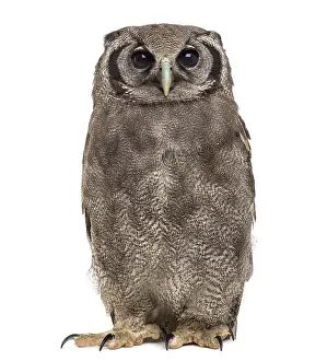 Verreaux's eagle-owl - Bubo lacteus (3 years old)