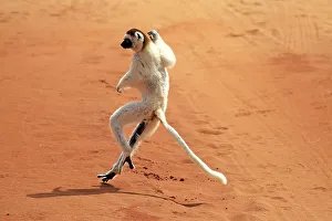 Verreaux's Sifaka (Propithecus verreauxi)