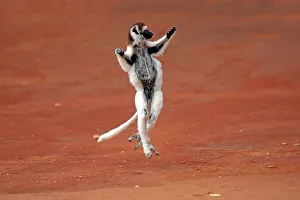 Verreaux's Sifaka (Propithecus verreauxi)