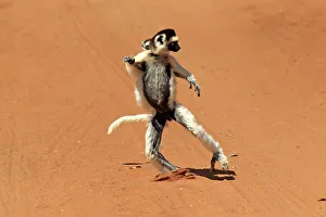 Verreaux's Sifaka (Propithecus verreauxi)