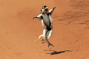 Verreaux's Sifaka (Propithecus verreauxi)