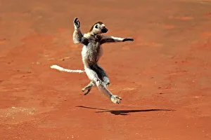 Verreaux's Sifaka (Propithecus verreauxi)