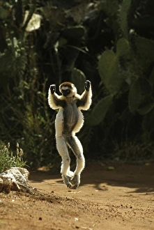 Verreaux's Sifaka (propithecus verreauxi)