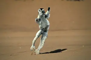 Verreaux's Sifaka (Propithecus verreauxi)