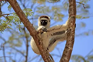 Verreaux's Sifaka (Propithecus verreauxi)