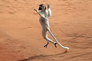 Verreaux's Sifaka (Propithecus verreauxi)