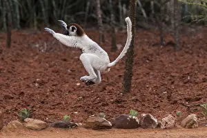 Verreaux's sifaka (Propithecus verreauxi)