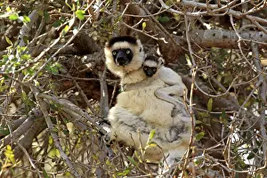 Verreaux's Sifaka (Propithecus verreauxi)