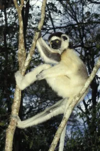 Verreaux's Sifaka (propithecus verreauxi)