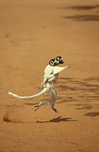 Verreaux's Sifaka (propithecus verreauxi)