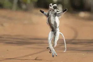 Verreaux's sifaka (Propithecus verreauxi) with young animal