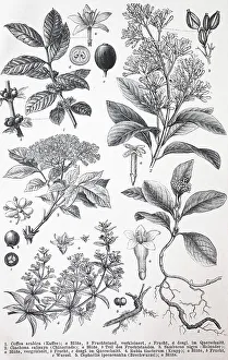 Verschiedene (Coffea arabica) Pflanzen