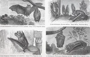 Verschiedene Fledermaeuse, grosse Hufeisennase (Rhinolophus ferrumequinum)