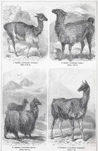 Verschiedene Kamele, Vicuna, Lama (Lama Glama)