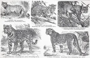 Verschiedene Katzennische Wildkatze (Felis lybica)