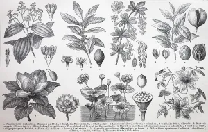 Verschiedene Pflanzen, Cinnamomum ceylanicum (Laurus nobilis) (Berberis vulgaris)