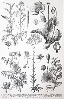Verschiedene Rosiden (Brassica) napus