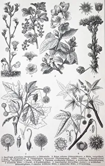 Verschiedene Saxifragaceae (Saxifraga granulata)
