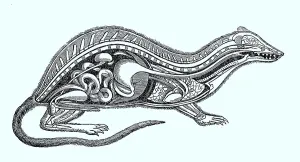 Vertebrates, ideal average of a mammal according to the state of knowledge of 1870