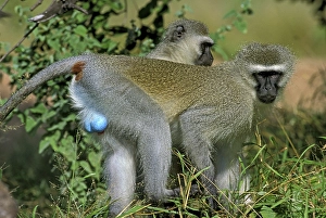 Vervet monkey (cercopithecus aethiops)