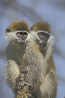 Vervet monkey (Cercopithecus aethiops)