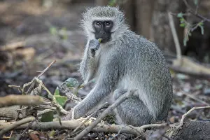 Vervet Monkey (Cheropithecus pygerythrus)