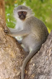 Vervet Monkey (Chlorocebus aethiops) juvenile