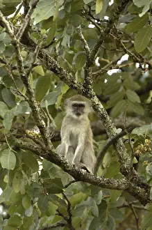 Vervet Monkey (Chlorocebus aethiops pygerythrus)