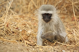 Vervet Monkey (Chlorocebus), Kruger National Park