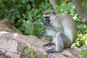Vervet monkey (Chlorocebus), Lake Manyara National Park