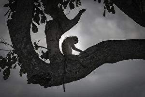 Vervet Monkey (Chlorocebus pygerythrus)