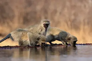 Vervet Monkey (Chlorocebus pygerythrus)