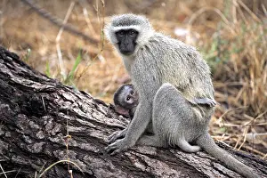Vervet Monkey (Chlorocebus pygerythrus)